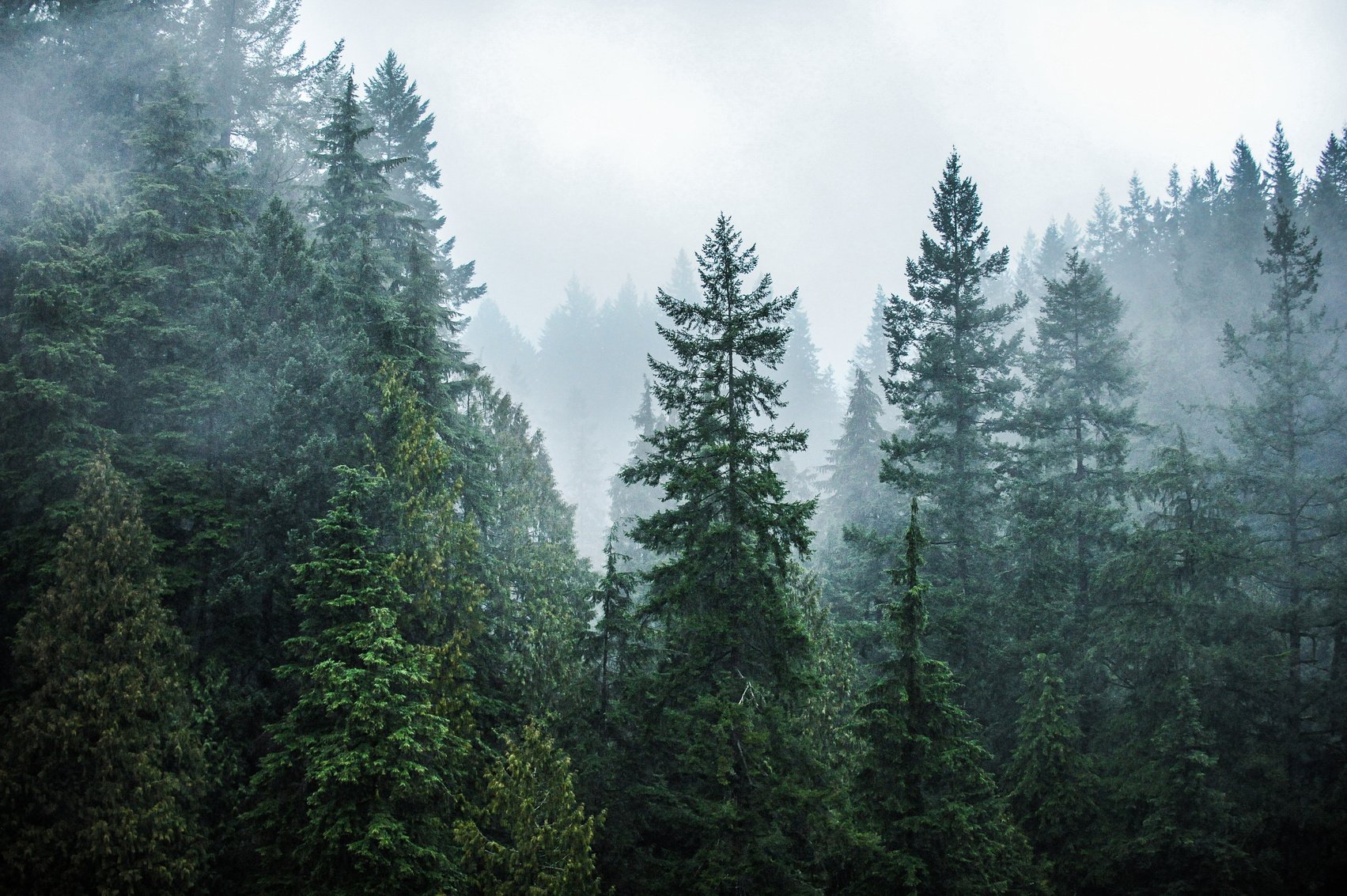 Evergreen trees in fog